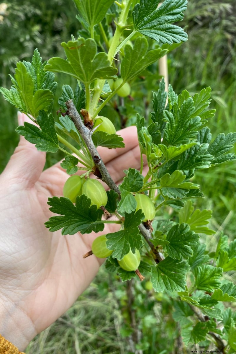 8 Edible Shrubs for a Fruit‑Bearing Privacy Hedge