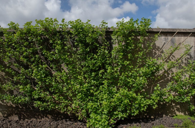 8 Edible Shrubs for a Fruit‑Bearing Privacy Hedge