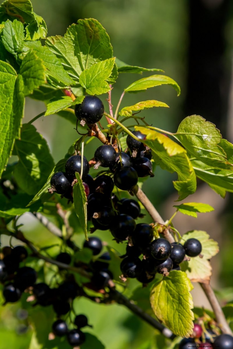 8 Edible Shrubs for a Fruit‑Bearing Privacy Hedge