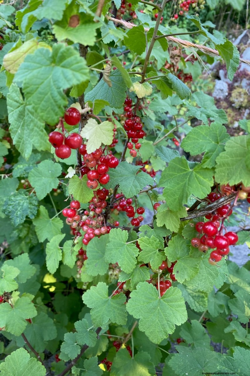 8 Edible Shrubs for a Fruit‑Bearing Privacy Hedge