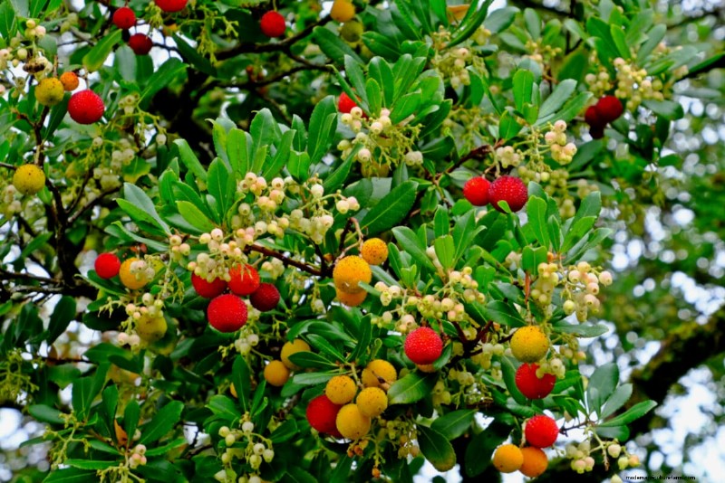 8 Edible Shrubs for a Fruit‑Bearing Privacy Hedge