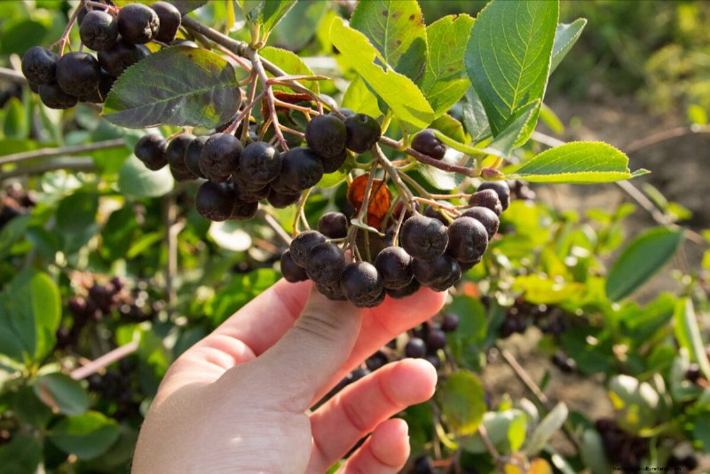 8 Edible Shrubs for a Fruit‑Bearing Privacy Hedge