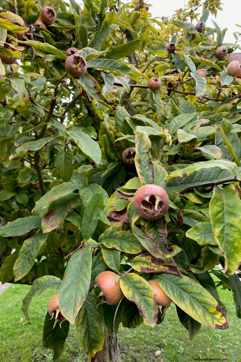 8 Edible Shrubs for a Fruit‑Bearing Privacy Hedge