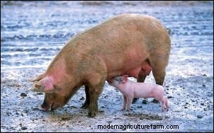Extending Your Garden Season: Winter Gardening & Cold‑Weather Animal Care