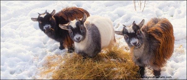 Extending Your Garden Season: Winter Gardening & Cold‑Weather Animal Care