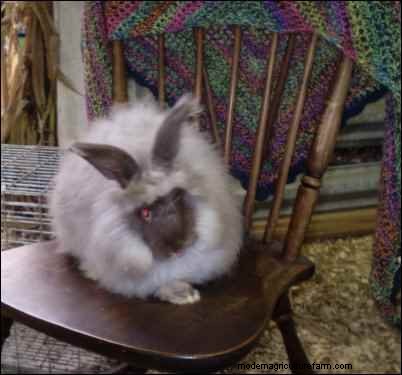 Raising Angora Rabbits for Luxury Fiber: From Startup to Profitable Yarn