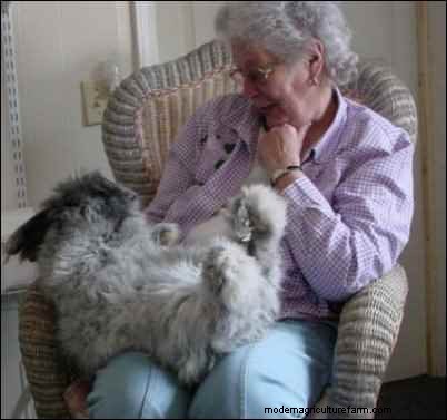 Raising Angora Rabbits for Luxury Fiber: From Startup to Profitable Yarn