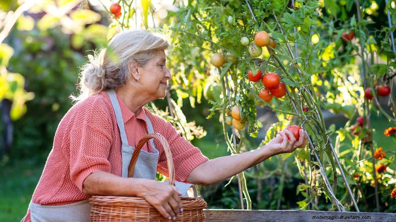 Turn an Old Tomato Cage into an Eco‑Friendly Pest‑Deterrent System