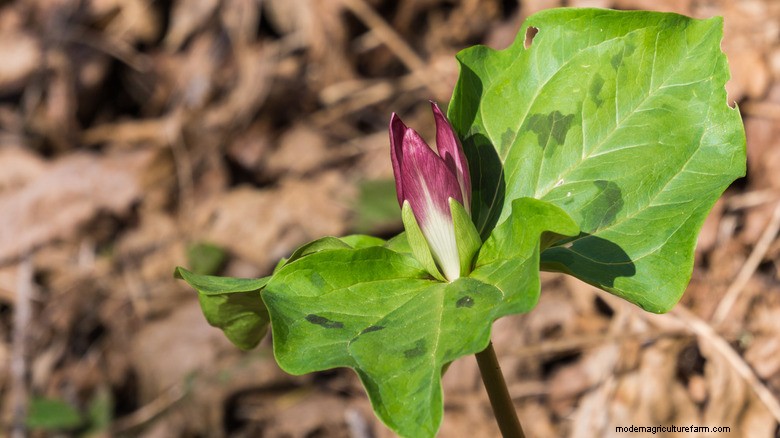 Elevate Your Shade Garden with Giant Trillium: Stunning Purple Blooms Beyond Hostas