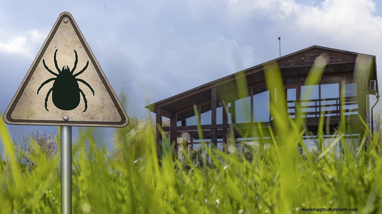 DIY Tick Drag Test: How to Safely Check Your Yard for Tick Infestations