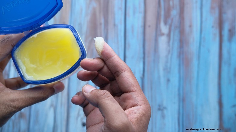 Keep Slugs & Snails Out of Raised Beds with Petroleum Jelly from Your Medicine Cabinet