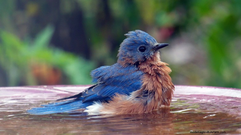 Amazon Prime Day: 16% Off a Stylish Glass Bird Feeder & Bath That Doubles as Décor