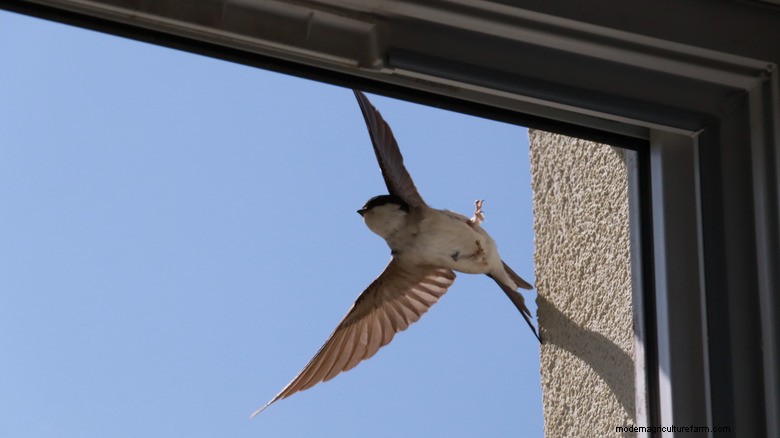 Stop Birds from Crashing into Windows with a Simple Pen Trick