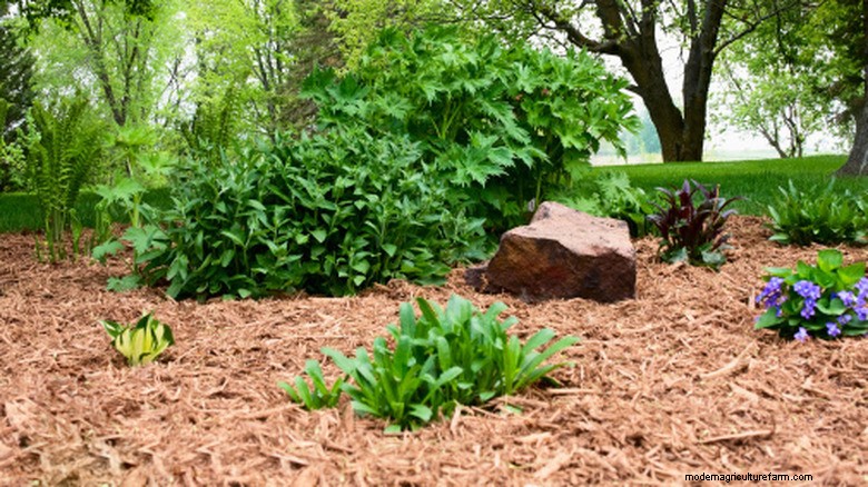 Why Wood Chips Outperform Plastic Landscape Fabric: A Sustainable, Low‑Maintenance Weed‑Control Solution
