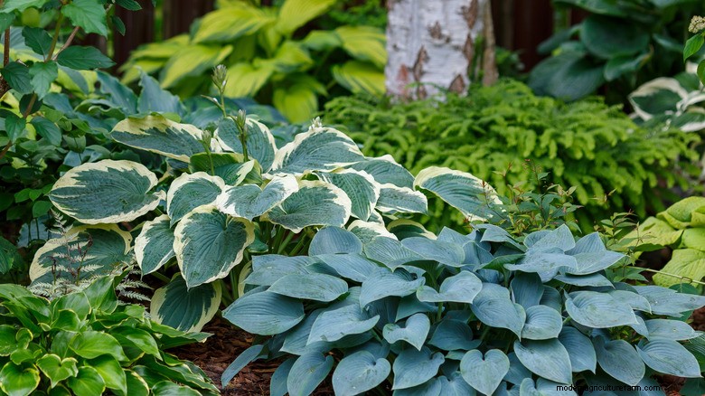 Pair Begonias with Hostas for 10× the Beauty All Summer Long