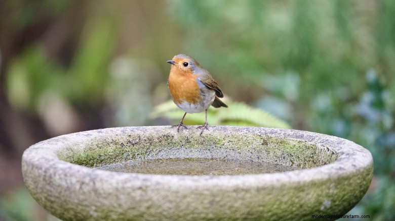 Revolutionize Backyard Wildlife Watching with Smart Birdbaths