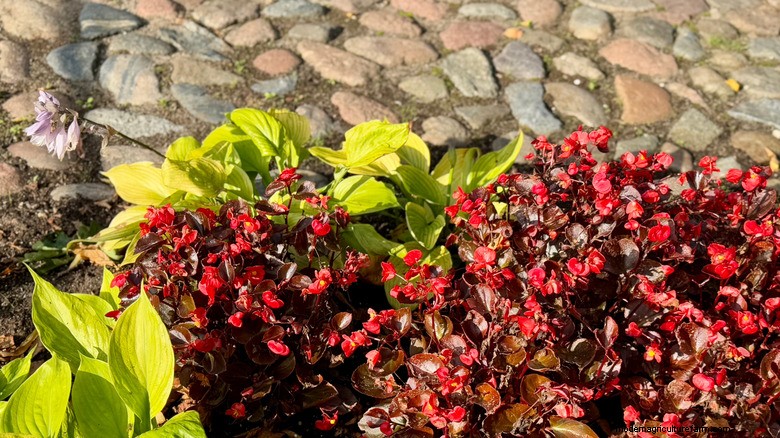 Pair Begonias with Hostas for 10× the Beauty All Summer Long