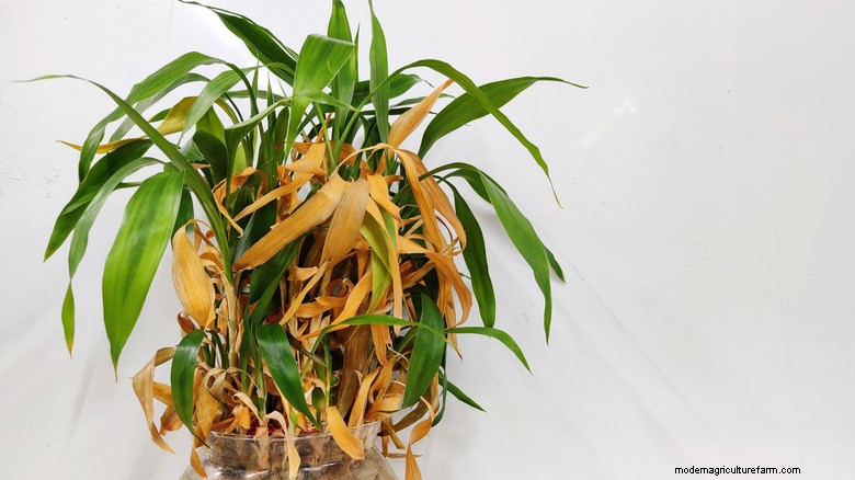 Lucky Bamboo: How to Revive a Rotting Plant Quickly