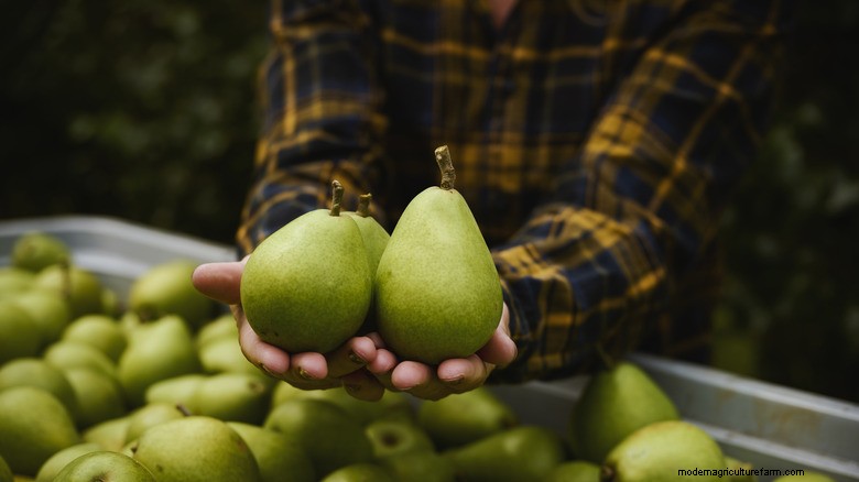 Why Do Pears Stay Hard? Expert Insights on Harvesting, Chilling, and Ripening