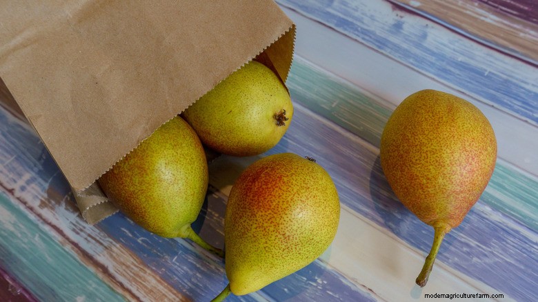 Why Do Pears Stay Hard? Expert Insights on Harvesting, Chilling, and Ripening