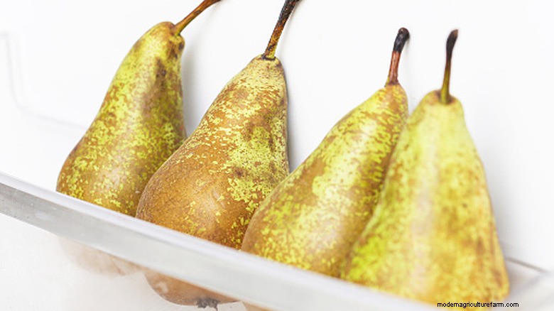 Why Do Pears Stay Hard? Expert Insights on Harvesting, Chilling, and Ripening