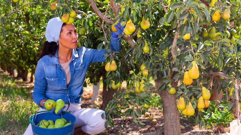 Why Do Pears Stay Hard? Expert Insights on Harvesting, Chilling, and Ripening