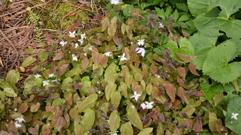 Beyond Hostas: Epimedium (Barrenwort) – The Ideal Shade Ground Cover
