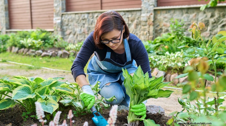 Beyond Hostas: Epimedium (Barrenwort) – The Ideal Shade Ground Cover