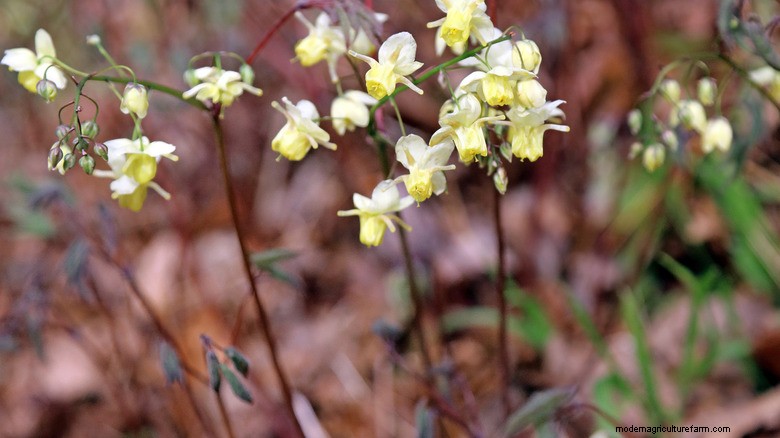 Beyond Hostas: Epimedium (Barrenwort) – The Ideal Shade Ground Cover