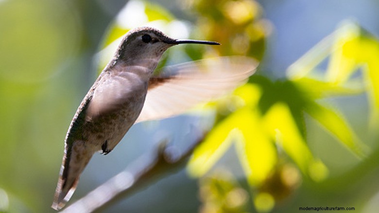 Chocolate Cosmos: A Highly Effective Hummingbird Magnet