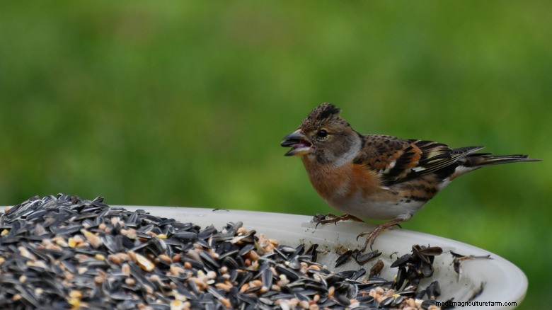 Elevate Your Balcony with a Compact Deck‑Mounted Birdbath & Feeder