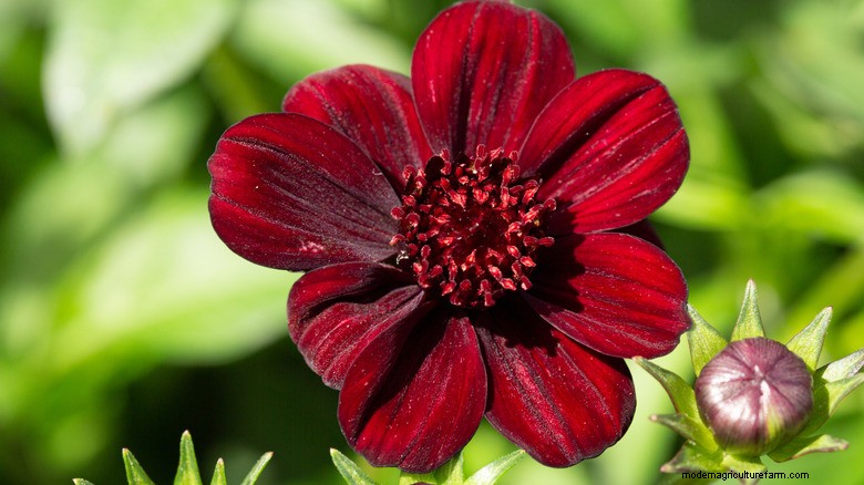 Chocolate Cosmos: A Highly Effective Hummingbird Magnet