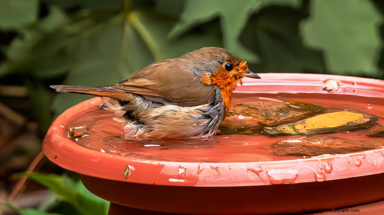 Turn an Old Stool Into a Charming DIY Birdbath