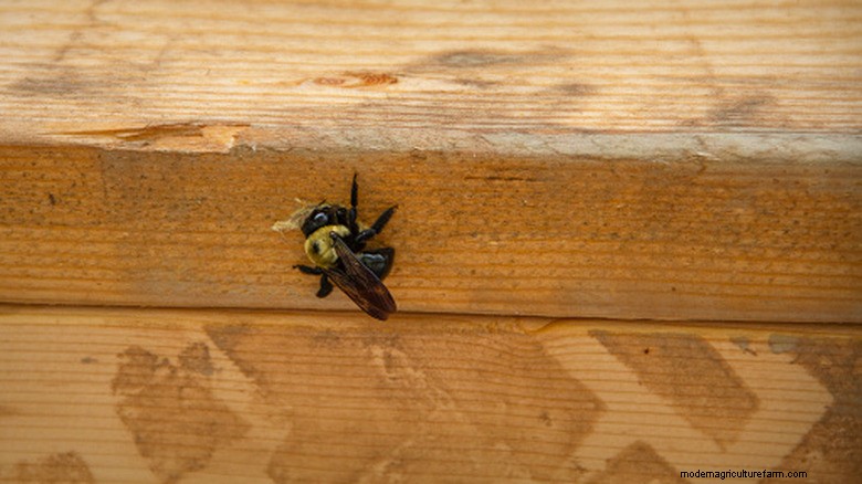 Natural Ways to Keep Carpenter Bees Away Using Fragrant DIY Repellents