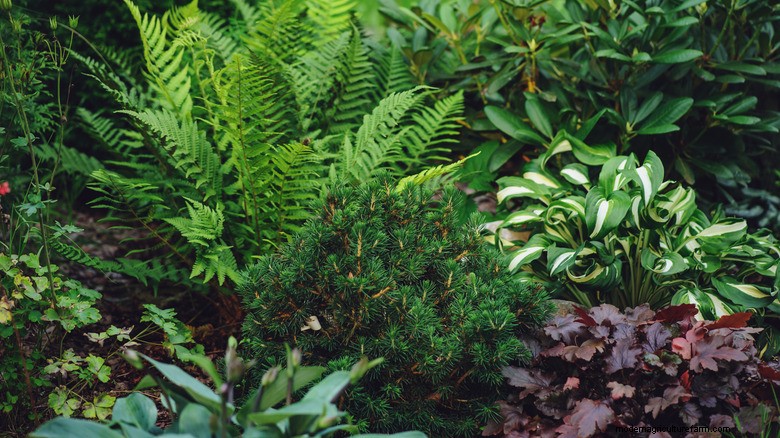 Brighten Shade Gardens with Primrose: A Colorful Perennial Alternative to Hostas and Ferns