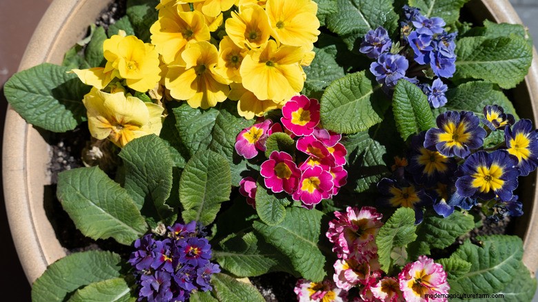 Brighten Shade Gardens with Primrose: A Colorful Perennial Alternative to Hostas and Ferns