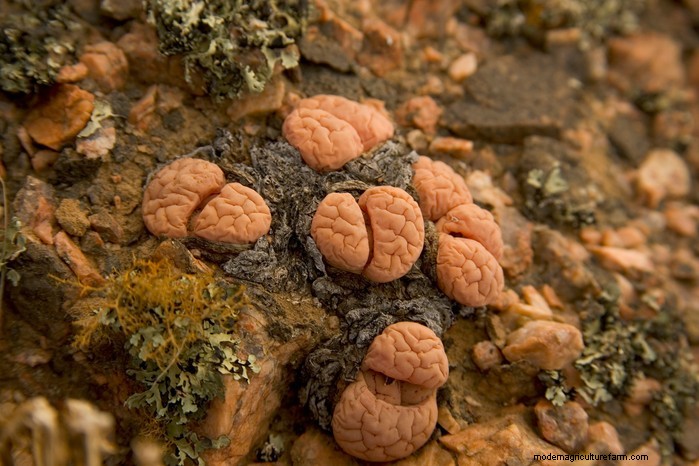13 Plants with Playfully Provocative Names That Surprised Even Experts