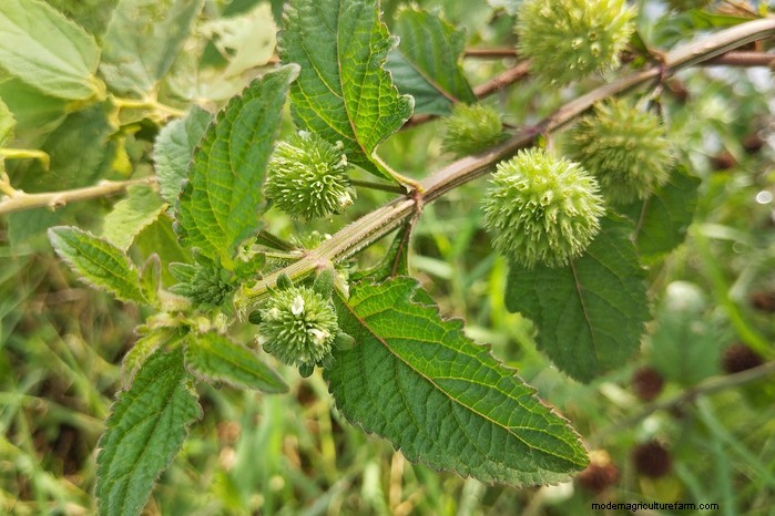 13 Plants with Playfully Provocative Names That Surprised Even Experts
