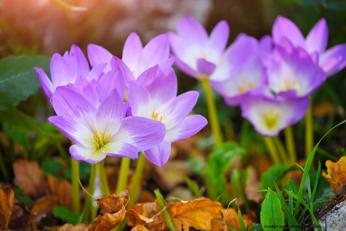 13 Plants with Playfully Provocative Names That Surprised Even Experts