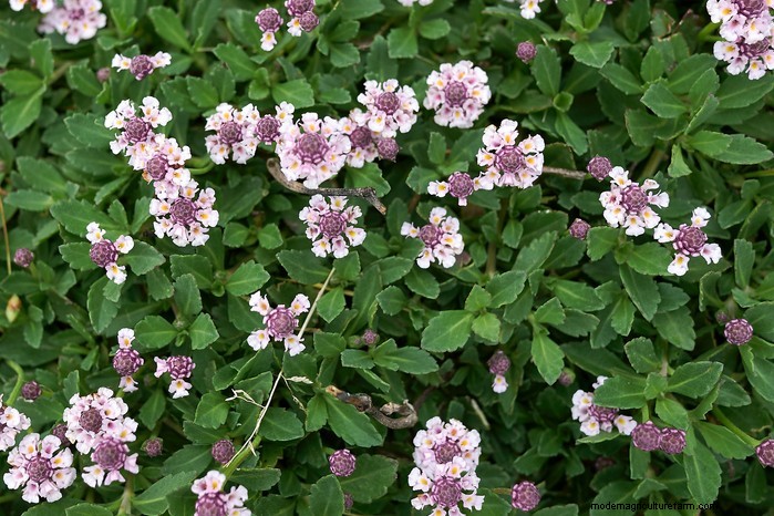 13 Plants with Playfully Provocative Names That Surprised Even Experts