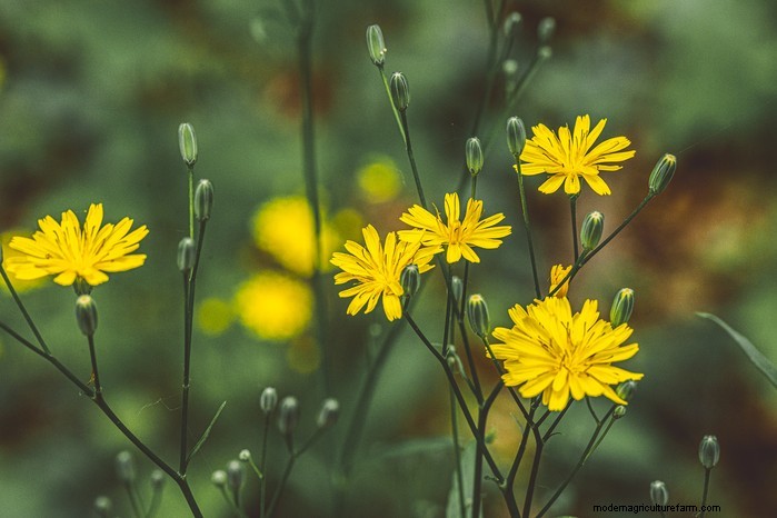 13 Plants with Playfully Provocative Names That Surprised Even Experts