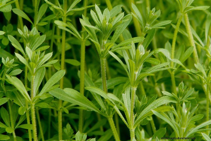 13 Plants with Playfully Provocative Names That Surprised Even Experts