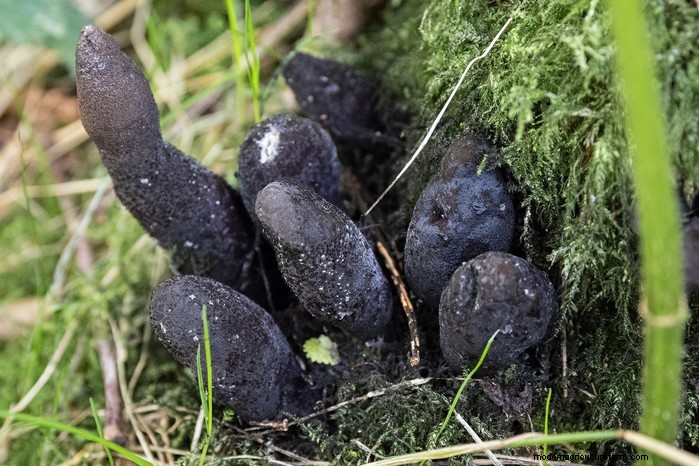 13 Plants with Playfully Provocative Names That Surprised Even Experts