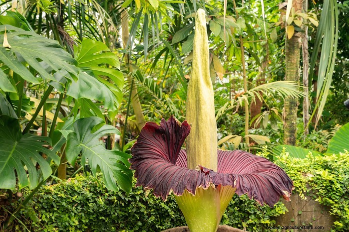 13 Plants with Playfully Provocative Names That Surprised Even Experts