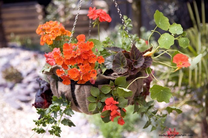How to Grow and Care for Nasturtiums: A Complete Guide