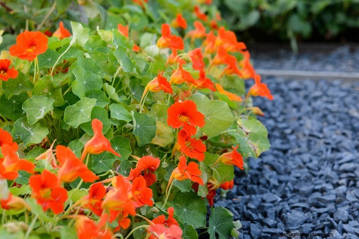 How to Grow and Care for Nasturtiums: A Complete Guide
