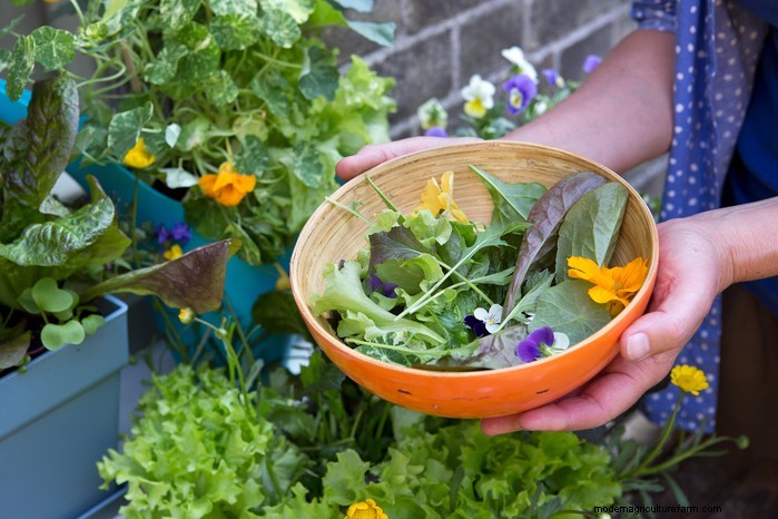 How to Grow and Care for Nasturtiums: A Complete Guide