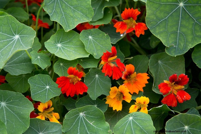 How to Grow and Care for Nasturtiums: A Complete Guide