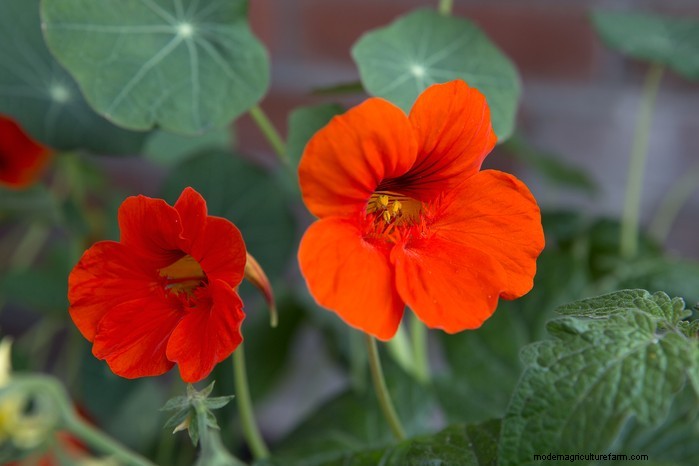 How to Grow and Care for Nasturtiums: A Complete Guide