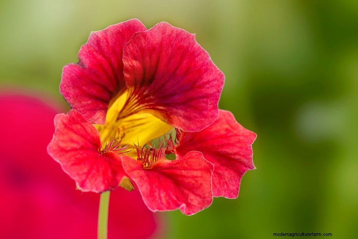 How to Grow and Care for Nasturtiums: A Complete Guide